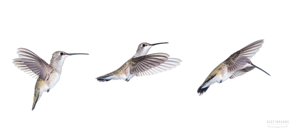 Hummingbird Triptych Photo by Scott Bourne