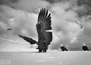 Bald Eagle Close Up Photo by Scott Bourne