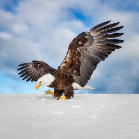 Eagle Landing In The Snow - Photograph By Scott Bourne