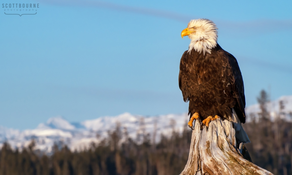 Bald Eagle Photo by Scott Bourne