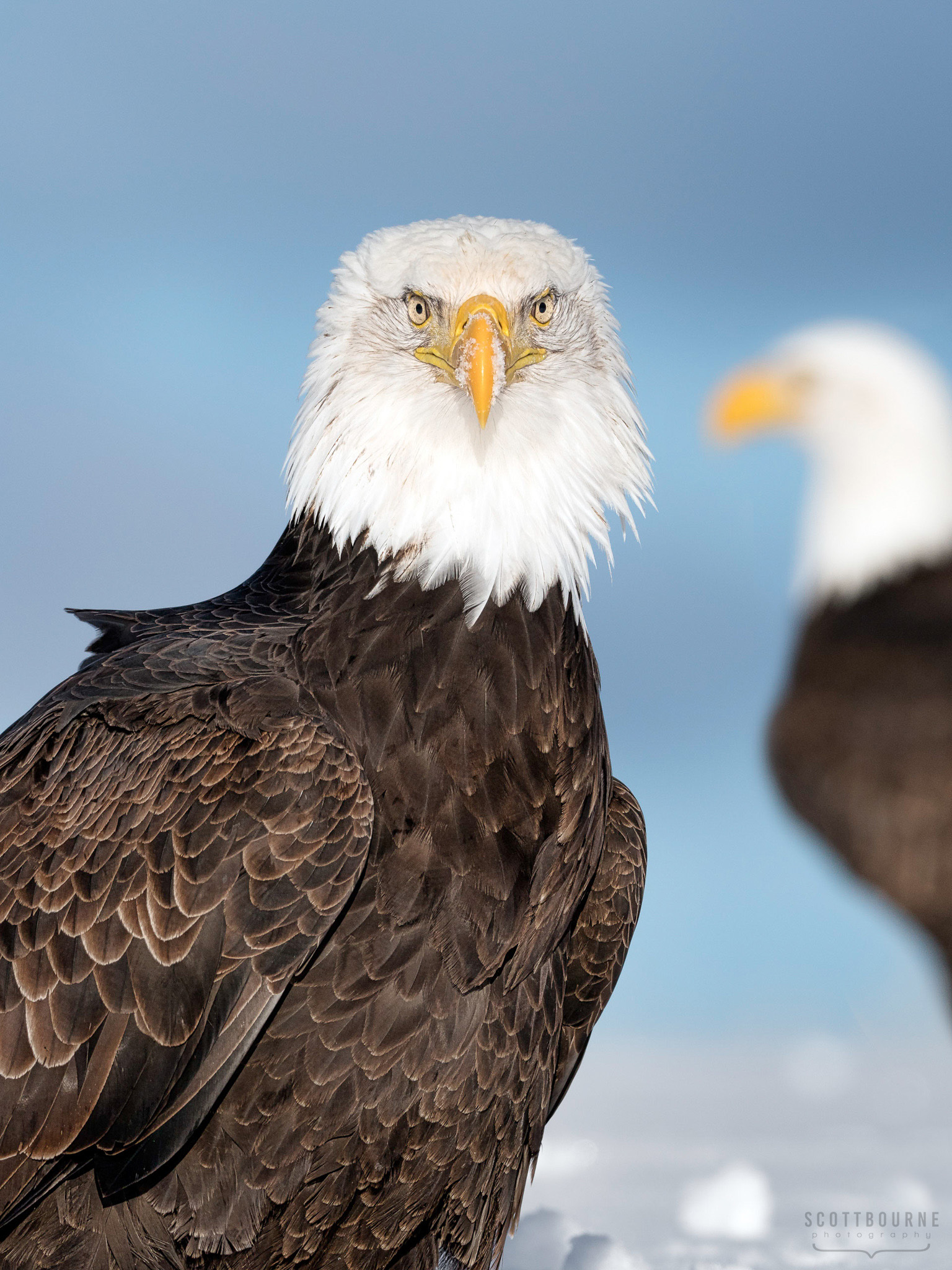 Eagle photograph by Scott Bourne