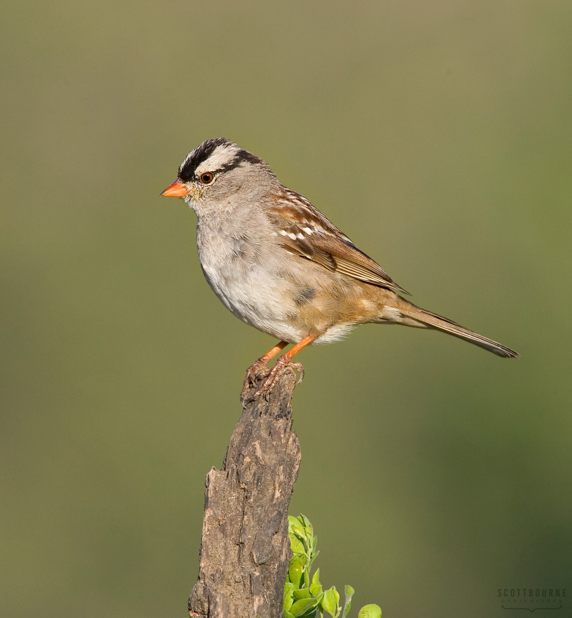 Sparrow photograph by Scott Bourne