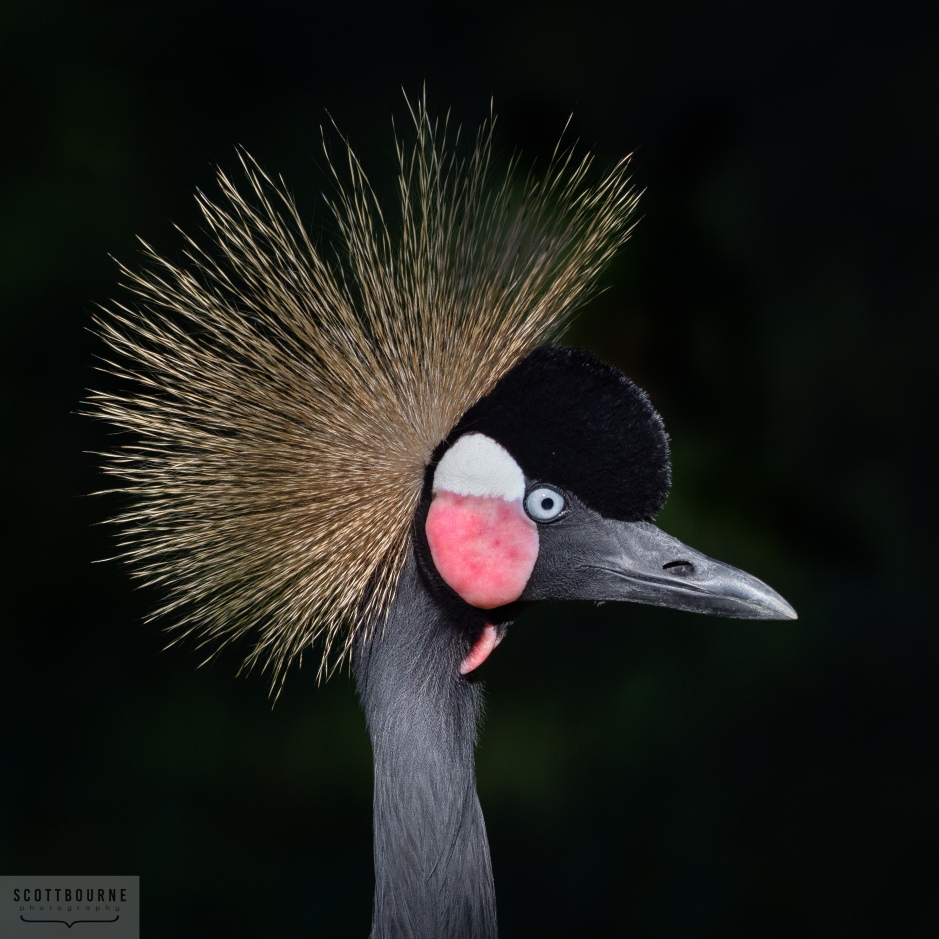 Crowned Crane Photo by Scott Bourne