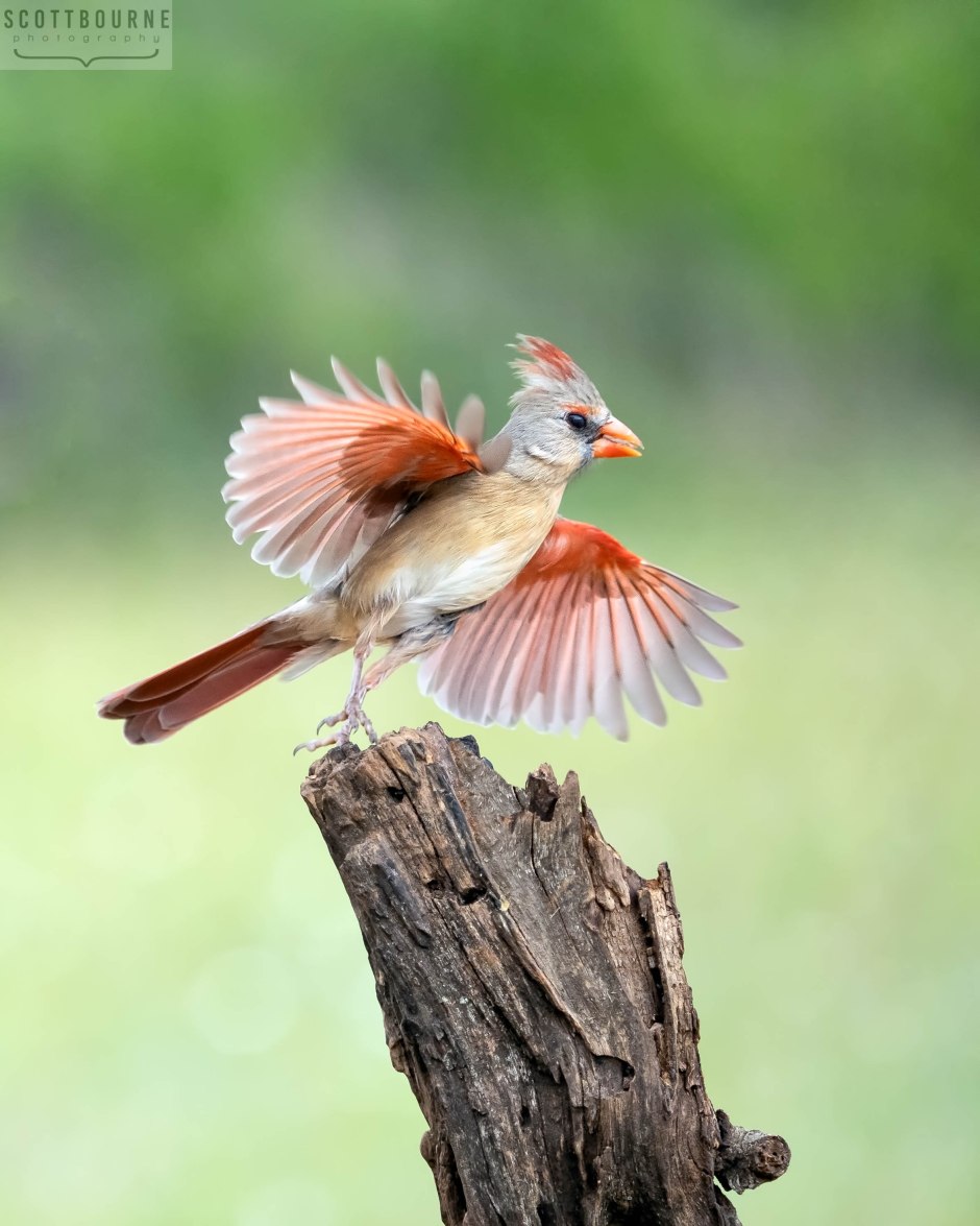 Cardinal in flight photo by Scott Bourne
