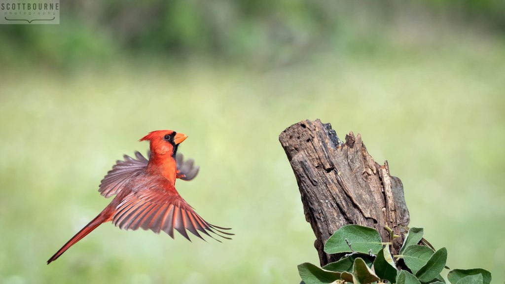 Northern Cardinal Photo by Scott Bourne