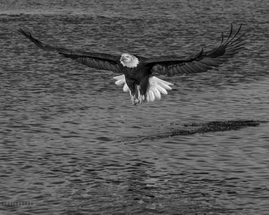 Eagle Photo by Scott Bourne Converted To Monochrome in Photoshop