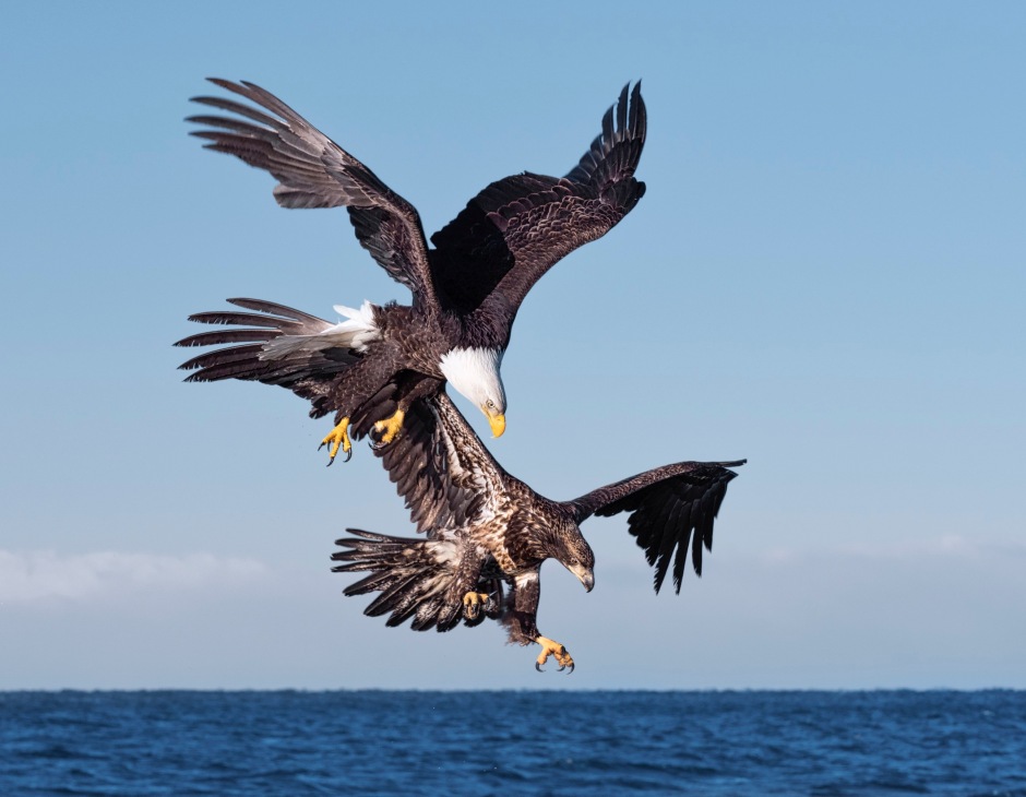 Eagle Photo by Scott Bourne With Manual White Balance
