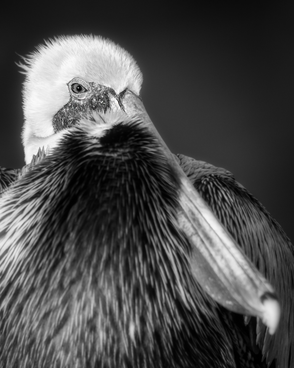 Pelican Photo by Scott Bourne