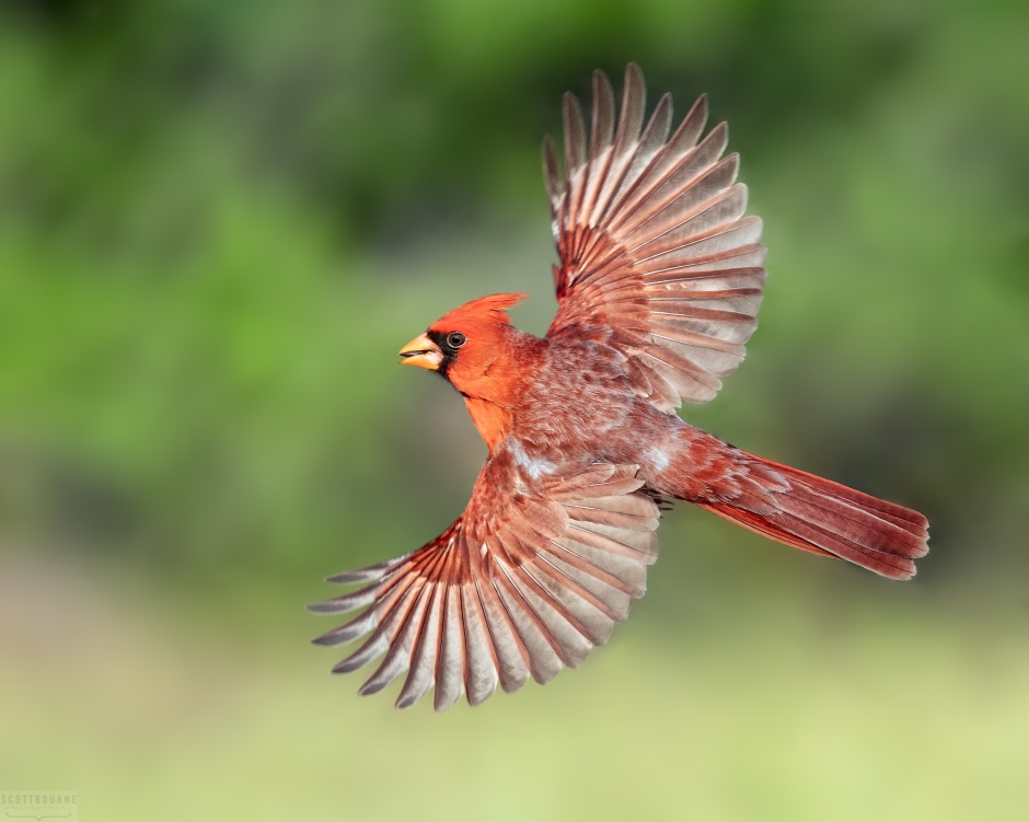 Cardinal Photo by Scott Bourne
