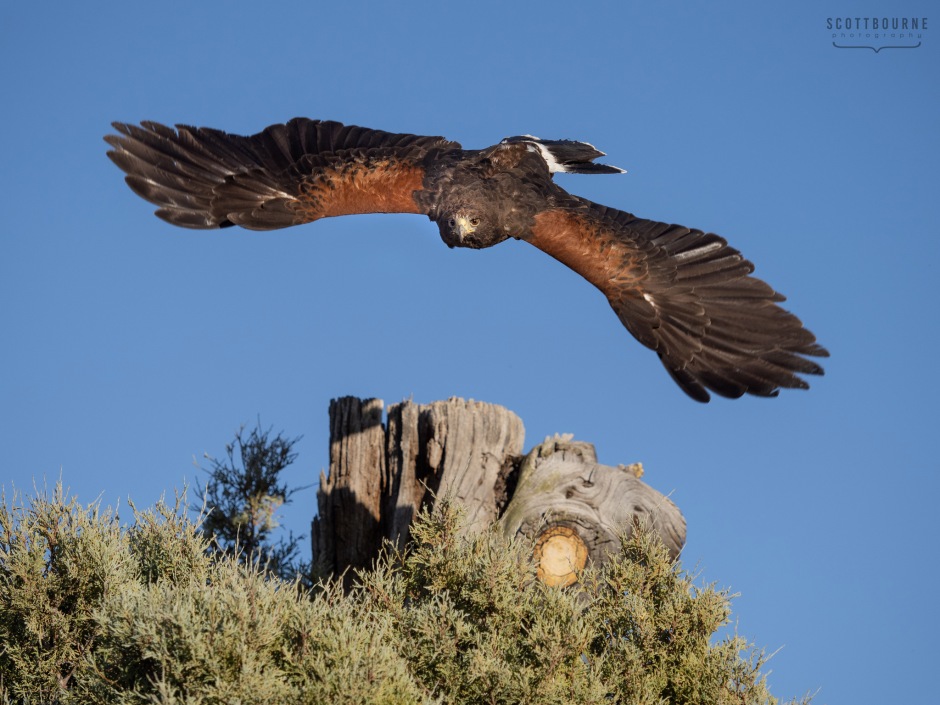 Harris's Hawk Photo by Scott Bourne
