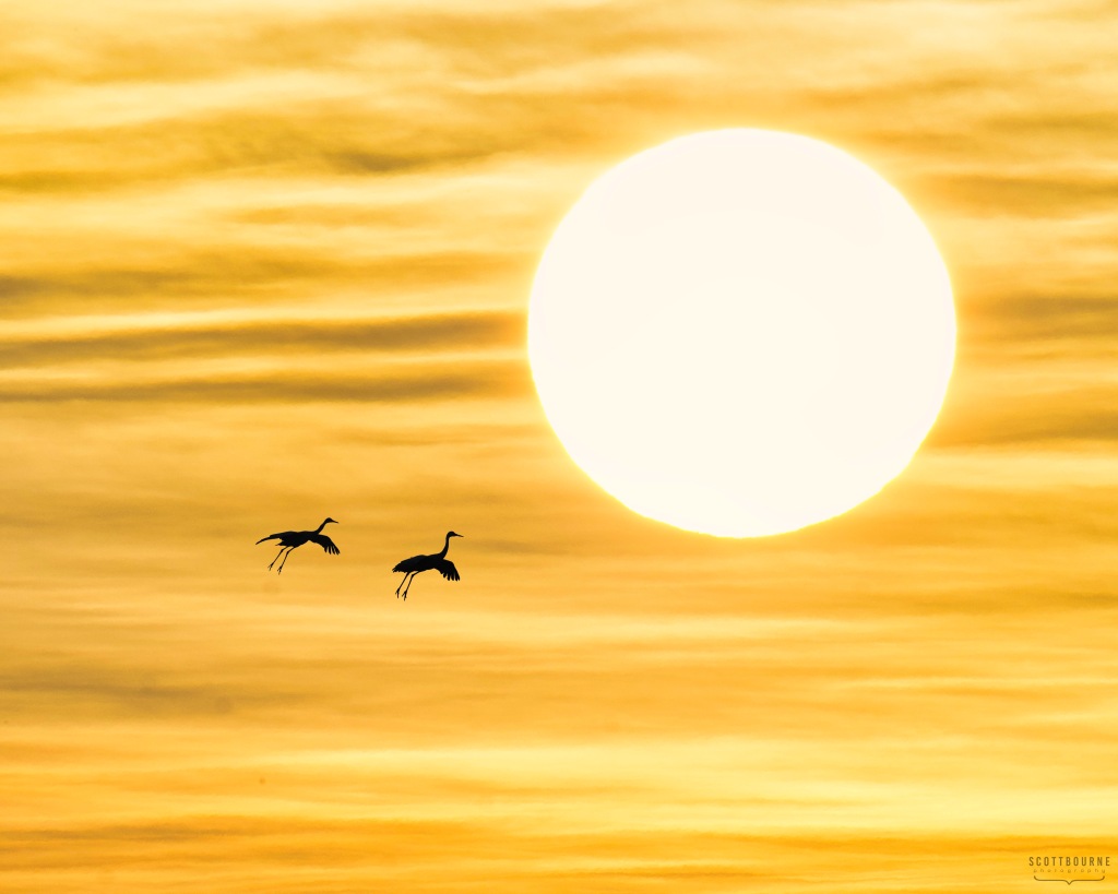 Sandhill crane photo by Scott Bourne