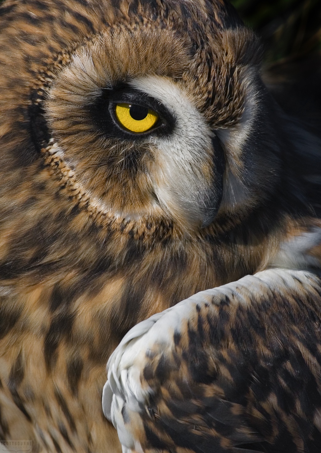 Owl Photo by Scott Bourne