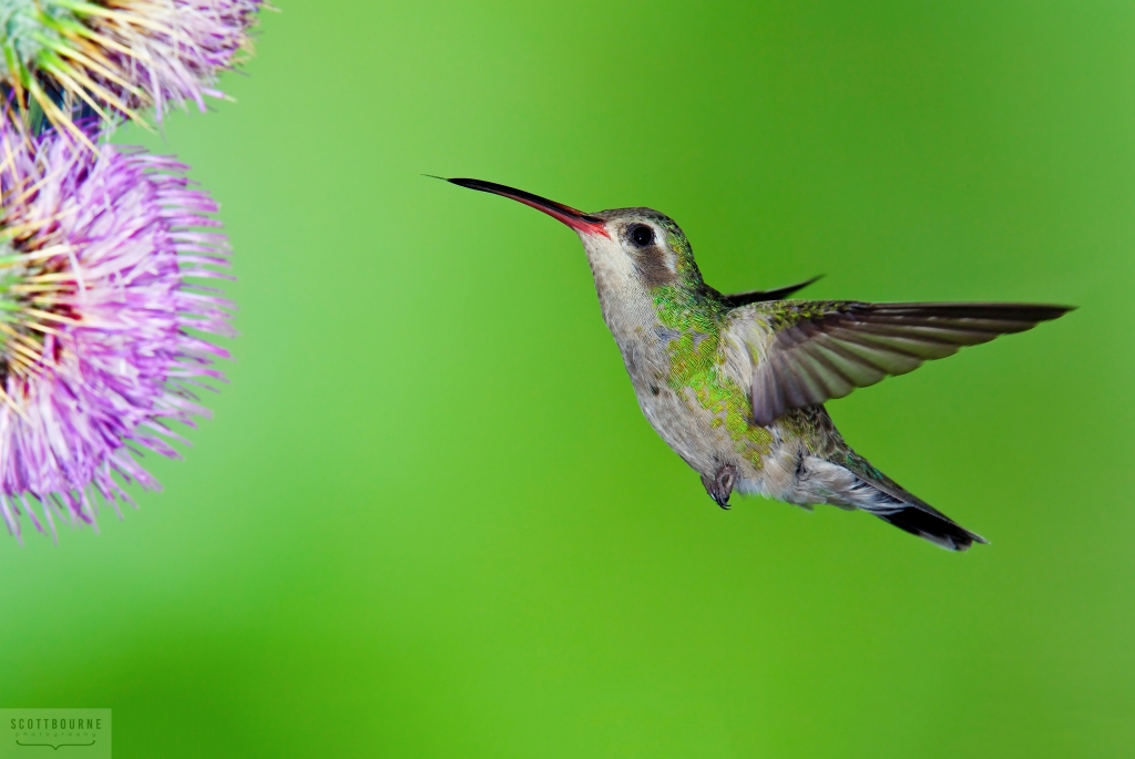 Hummingbird Photo by Scott Bourne