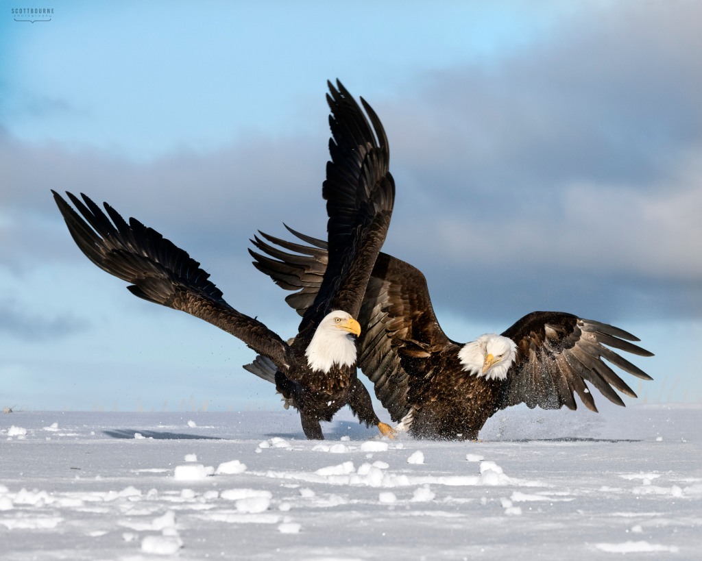 Eagle Photo by Scott Bourne