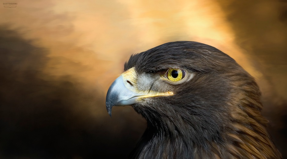 Eagle Photo by Scott Bourne