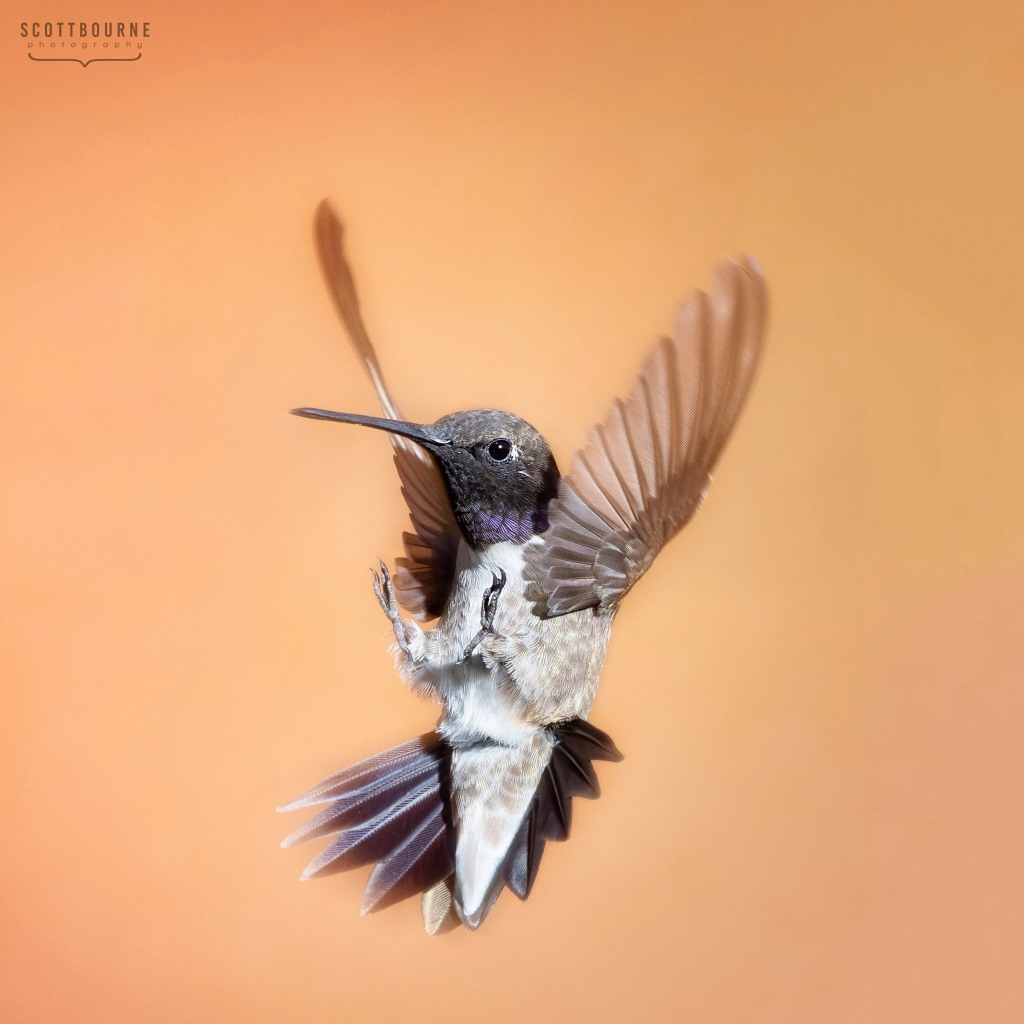 Hummingbird Photo by Scott Bourne