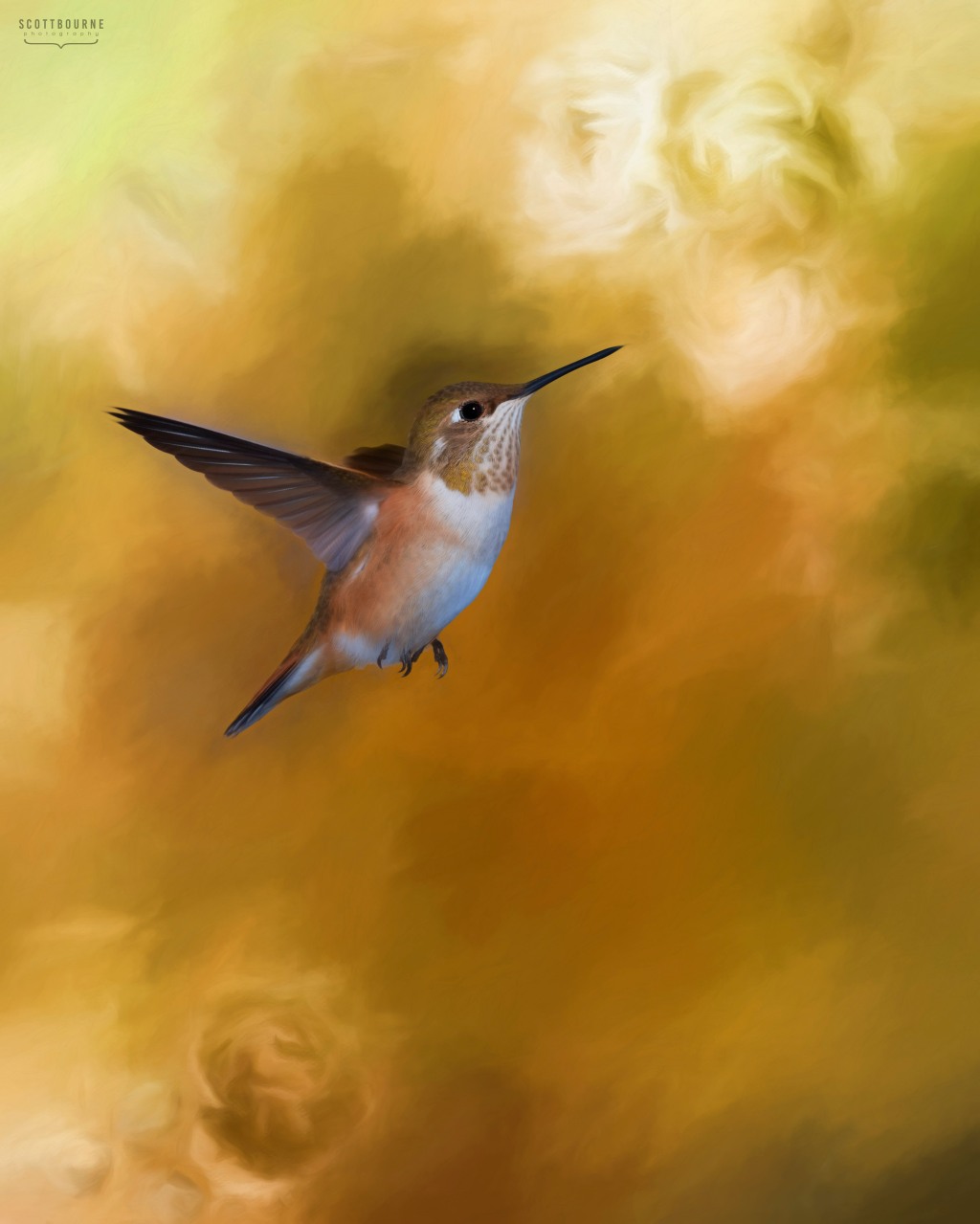 Hummingbird photo painting by Scott Bourne