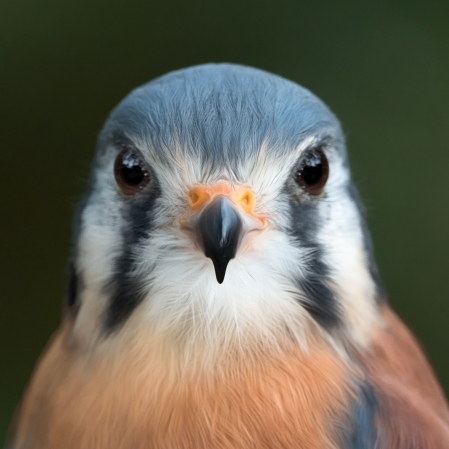 Bird Photo by Scott Bourne